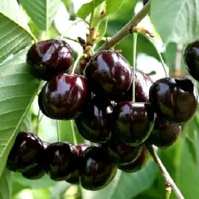 Дюк НОЧКА в Лиде