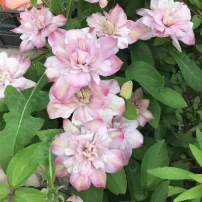 Клематис ИННОСЕНТ БЛАШ в Лиде