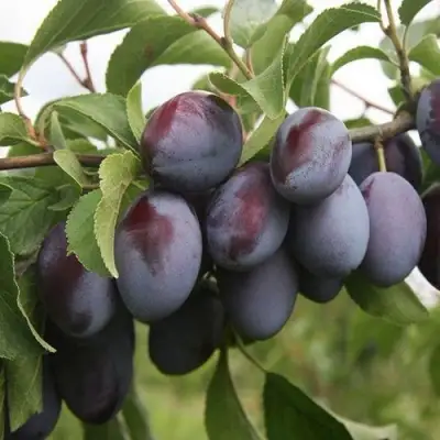 Слива РЕНКЛОД в Лиде