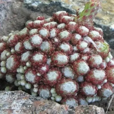 Молодило ГНАФАЛИУМ в Лиде