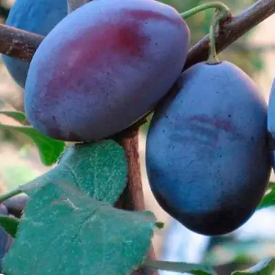 Слива СМОЛИНКА в Лиде