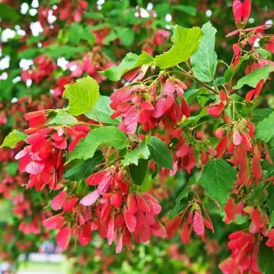 Клен татарский в Лиде