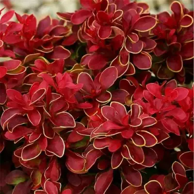 Барбарис РЕД ХОТ ЧИЛИ тунберга в Лиде