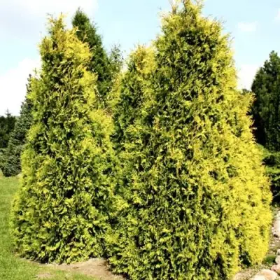 Туя САЛЛАНД западная в Лиде
