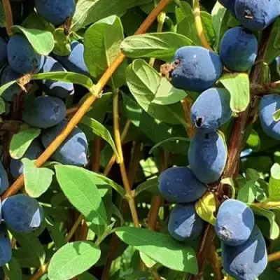 Жимолость съедобная КЛУБНИЧНАЯ СЕНСАЦИЯ в Лиде