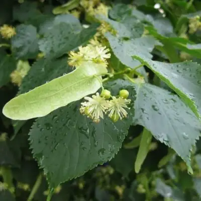 Липа мелколистная в Лиде