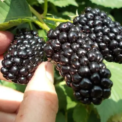 Ежевика НАТЧЕЗ бесшипная  в Лиде