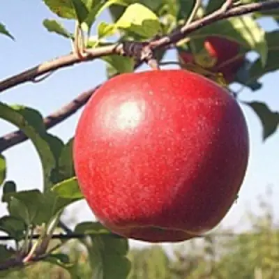 Яблоня ЛИГОЛ в Лиде