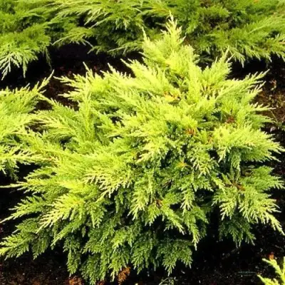 Можжевельник МОРДИГАН ГОЛД средний в Лиде