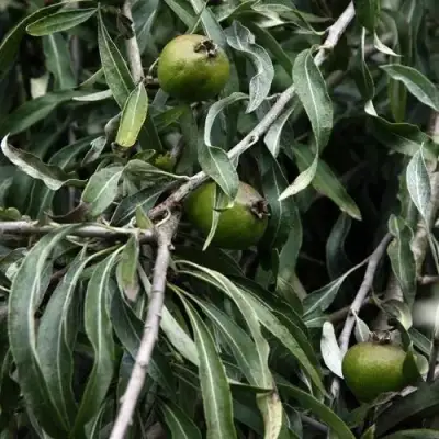 Груша ИВОЛИСТНАЯ в Лиде