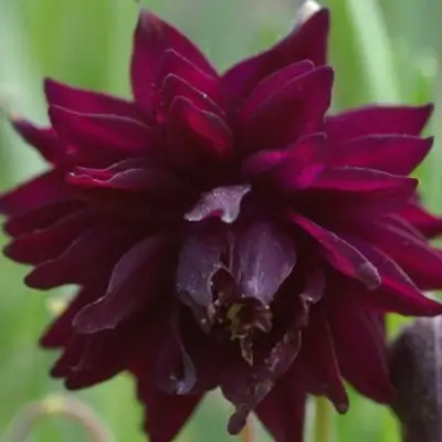 Аквилегия БАРЛОУ БОРДО обыкновенная в Лиде