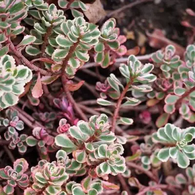 Очиток (седум) ТРИКОЛОР ложный в Лиде