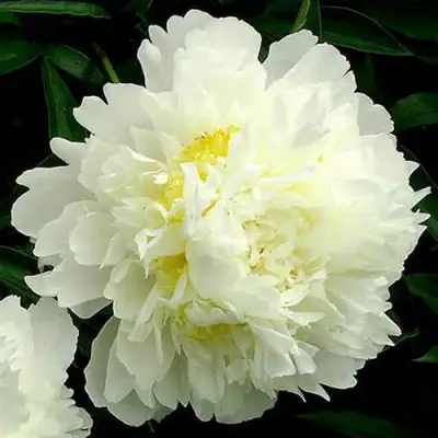 Пион ЗОЛОТОЙ ОРЕОЛ травянистый в Лиде