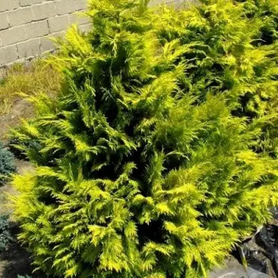 Кипарисовик ГОЛДЕН ВОНДЕР лавсона в Лиде