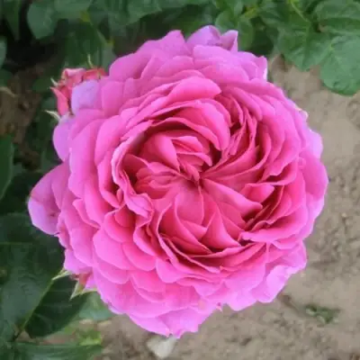 Роза АНУШКА чайно-гибридная в Лиде