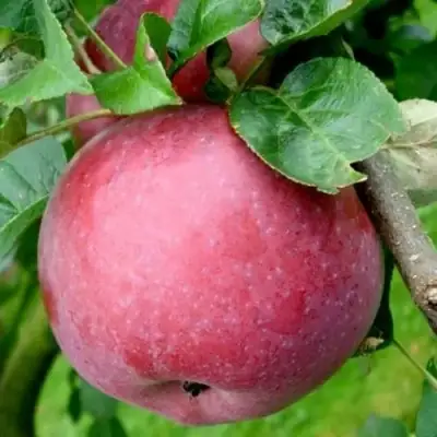 Яблоня ЕСЕНИЯ колонновидная в Лиде