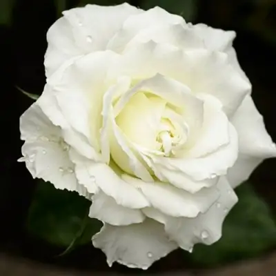 Роза МОНДИАЛЬ чайно-гибридная в Лиде