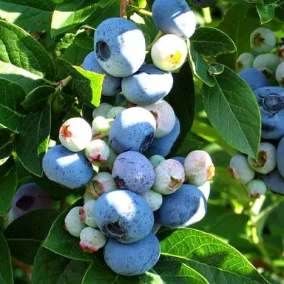 Голубика ВЕЙМУТ в Лиде