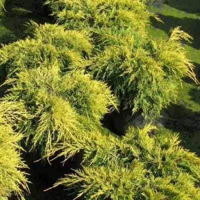 Можжевельник КИНГ ОФ СПРИНГ средний в Лиде