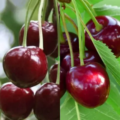 Комплект ВИШНЕВЫЙ ТАНДЕМ в Лиде