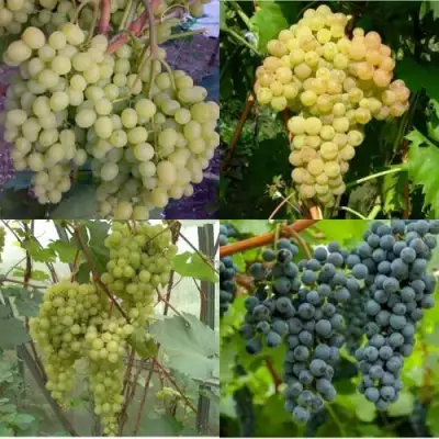 Комплект ВИНОГРАДНАЯ РАДУГА в Лиде