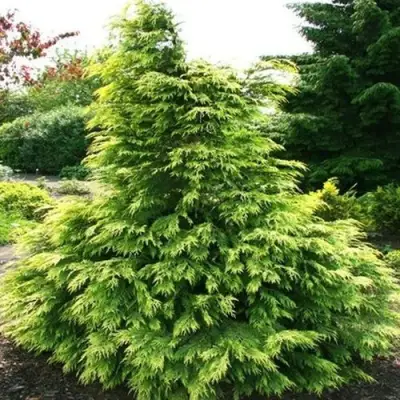 Кипарисовик САНКИСТ лавсона в Лиде