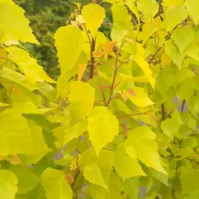 Берёза ГОЛДЕН ОБЕЛИСК повислая  в Лиде