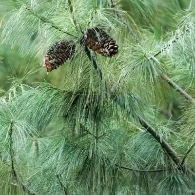 Сосна АРМАНДИ в Лиде