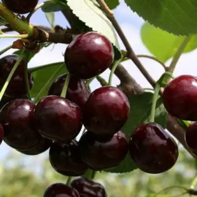 Дюк ИВАНОВНА в Лиде