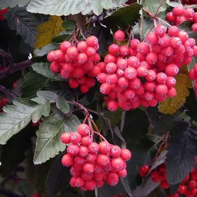 Рябина БОЯРЫШНИКОПЛОДНАЯ сладкоплодная в Лиде