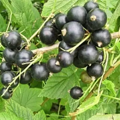 Смородина чёрная ЧЁРНЫЙ АИСТ в Лиде