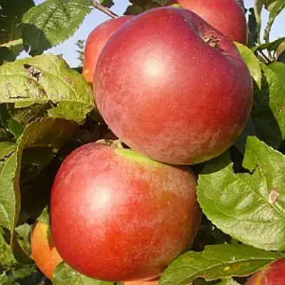 Яблоня АКСАМИТ в Лиде