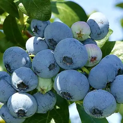 Голубика НУИ в Лиде