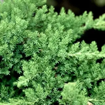 Можжевельник НАНА лежачий в Лиде