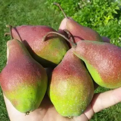 Груша ЯКОВЛЕВСКАЯ в Лиде