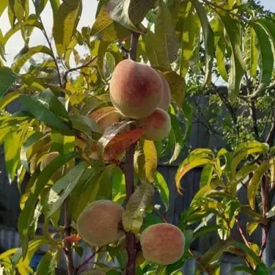 Персик ЕЛГАВСКИЙ в Лиде