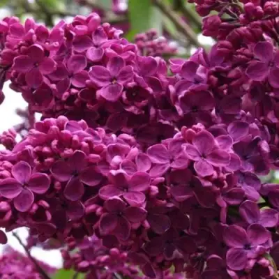 Сирень ЧАРЛЬЗ ДЖОЛИ в Лиде