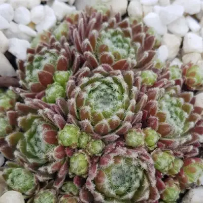 Молодило МОРКЕРС МЕРИТ в Лиде