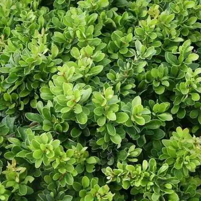 Барбарис КОБОЛЬД тунберга в Лиде