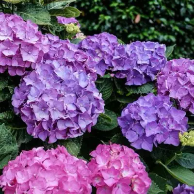 Гортензия ГАМБУРГ крупнолистная в Лиде
