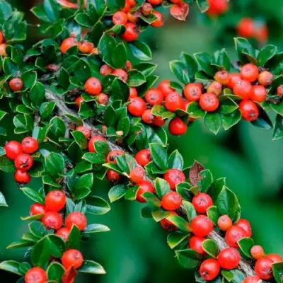 Кизильник горизонтальный в Лиде