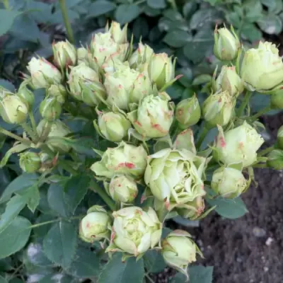 Роза ЛУВИАНА спрей в Лиде