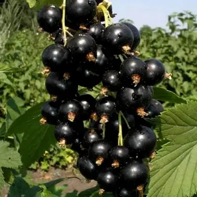 Смородина чёрная ВИНОГРАДНАЯ в Лиде