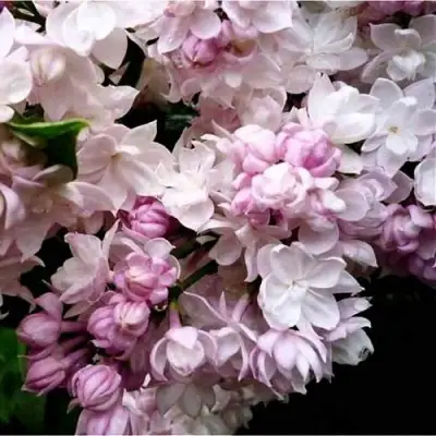 Сирень КРАСАВИЦА МОСКВЫ в Лиде