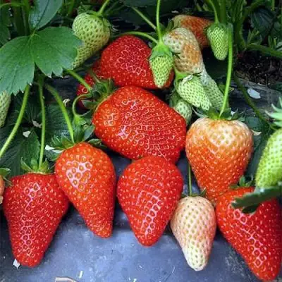 Клубника РОКСАНА в Лиде