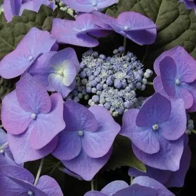 Гортензия БЛАУМАЙС (БЛАУМАЙЗЕ) крупнолистная в Лиде