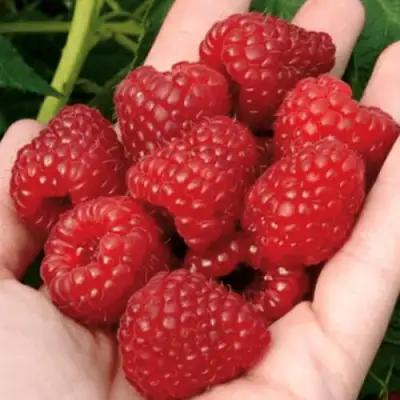 Малина РУБИФОЛ в Лиде