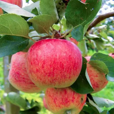 Яблоня ПИРОС в Лиде