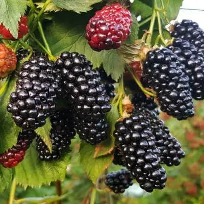 Ежевика НАТЧЕЗ бесшипная  в Лиде