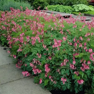 Дицентра изящная в Лиде